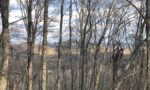 Engineered Spirits - A View through the Trees