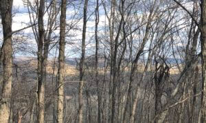 Engineered Spirits - A View through the Trees