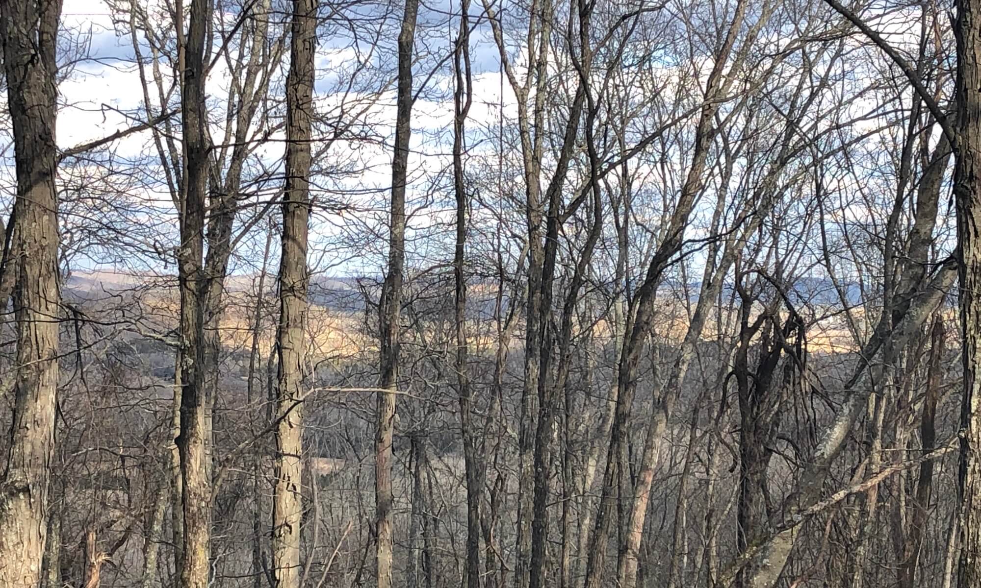 Engineered Spirits - A View through the Trees