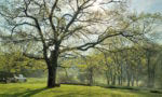 Engineered Spirits - A fine spring morning