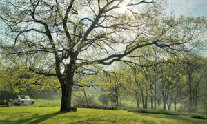 Engineered Spirits - A fine spring morning