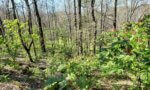 Engineered Spirits - Red Buckeyes on the Ridge