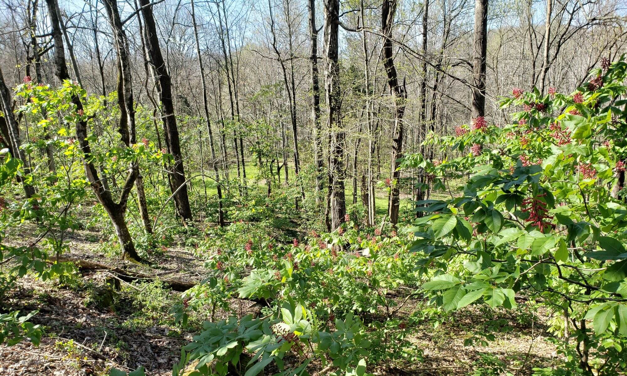 Engineered Spirits - Red Buckeyes on the Ridge