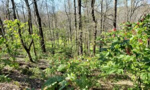 Engineered Spirits - Red Buckeyes on the Ridge