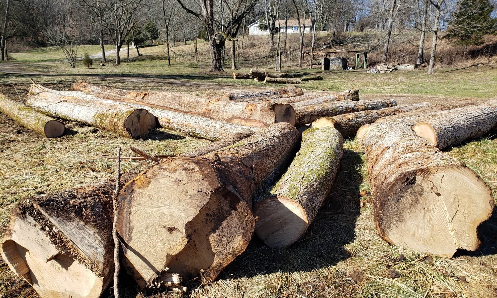 Engineered Spirits - White Oak logs for barrels