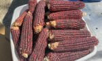 Ears of dark red Jimmy Red heirloom corn
