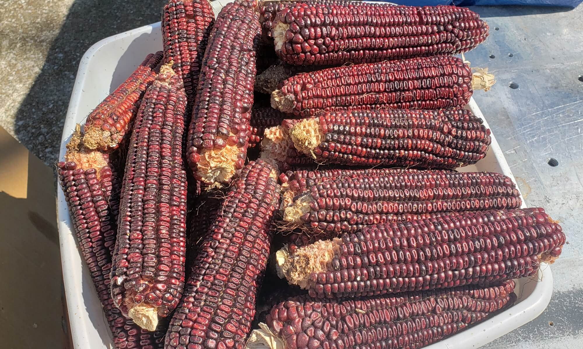 Ears of dark red Jimmy Red heirloom corn