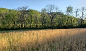 Engineered Spirits - A view across the fields of Second Intention Farm in early spring
