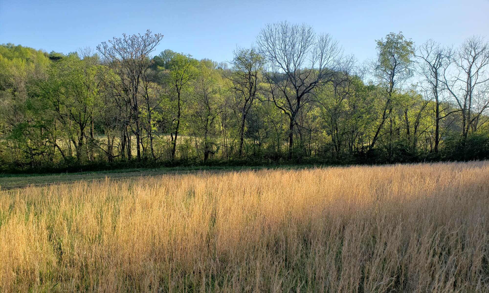 Engineered Spirits - A view across the fields of Second Intention Farm in early spring